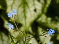 Brunnera macrophylla Jack Frost IMG_9424 Brunera wielkolistna